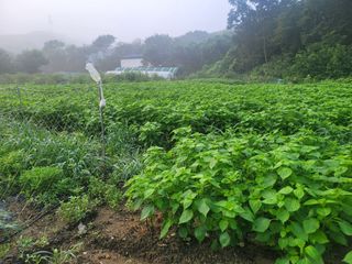 장기준님의 기타작물 · 영농일지 작성글 사진