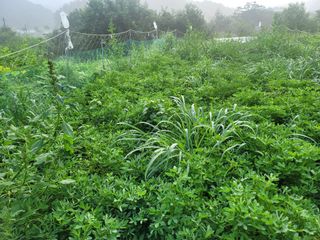 장기준님의 기타작물 · 영농일지 작성글 사진