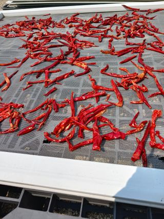 이영숙님의 고추 · 영농일지 작성글 사진