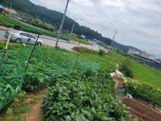 농녀님의 기타작물 · 영농일지 작성글 사진