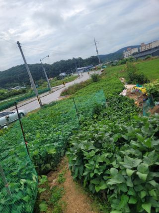농녀님의 기타작물 · 영농일지 작성글 사진