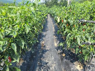 천지현황님의 고추 · 영농일지 작성글 사진