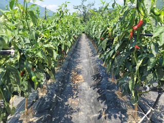 천지현황님의 고추 · 영농일지 작성글 사진