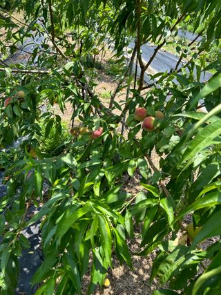 금강농원님의 복숭아 · 영농일지 작성글 사진