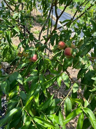 금강농원님의 복숭아 · 영농일지 작성글 사진