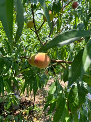 금강농원님의 복숭아 · 영농일지 작성글 사진