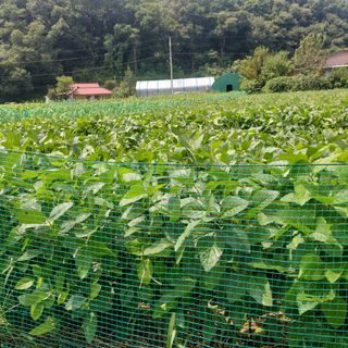 강원도 횡성군님의 콩 · 영농일지 작성글 사진