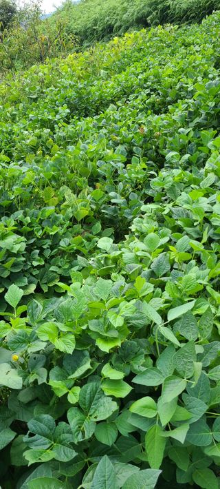 풀잎사랑님의 기타작물 · 영농일지 작성글 사진