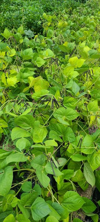 풀잎사랑님의 기타작물 · 영농일지 작성글 사진