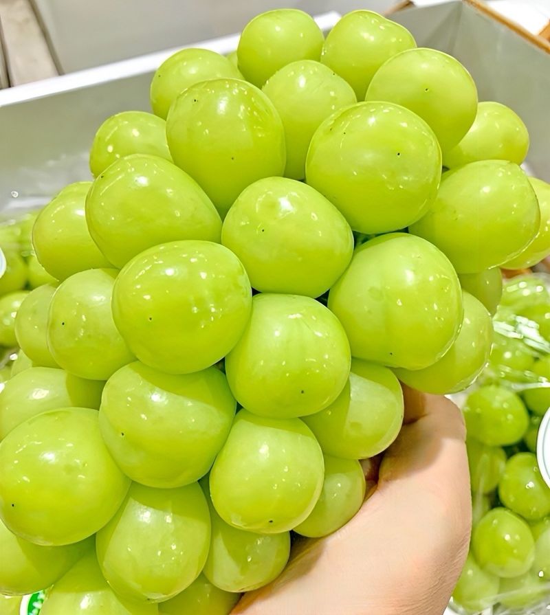 농부손녀님의 장터 판매 상품 [[당도선별] 톡.톡 초록빛 옥구슬 샤인머스켓 ] 첨부 사진