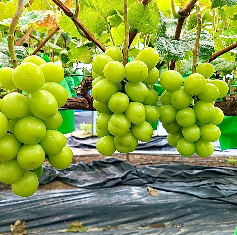 농부손녀님의 장터 판매 상품 [[당도선별] 톡.톡 초록빛 옥구슬 샤인머스켓 ] 첨부 사진