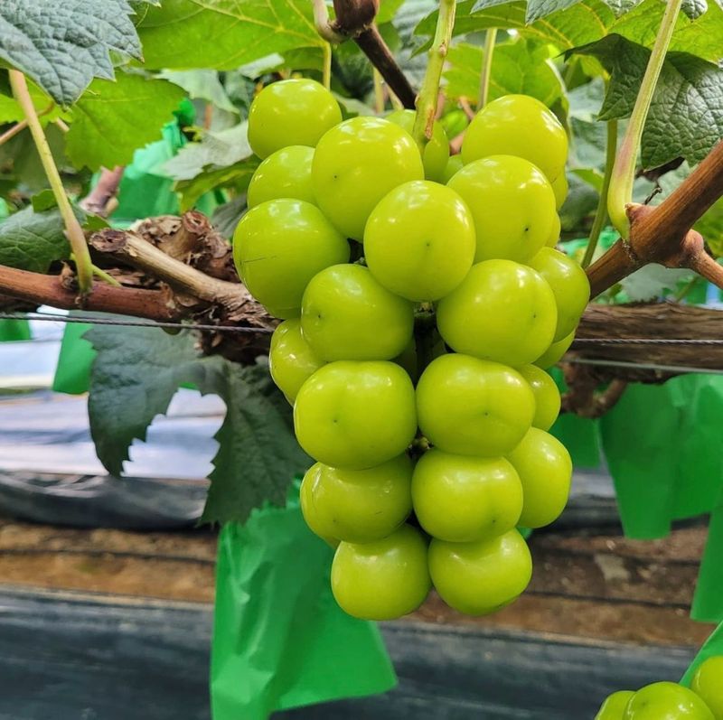 농부손녀님의 장터 판매 상품 [[당도선별] 톡.톡 초록빛 옥구슬 샤인머스켓 ] 첨부 사진