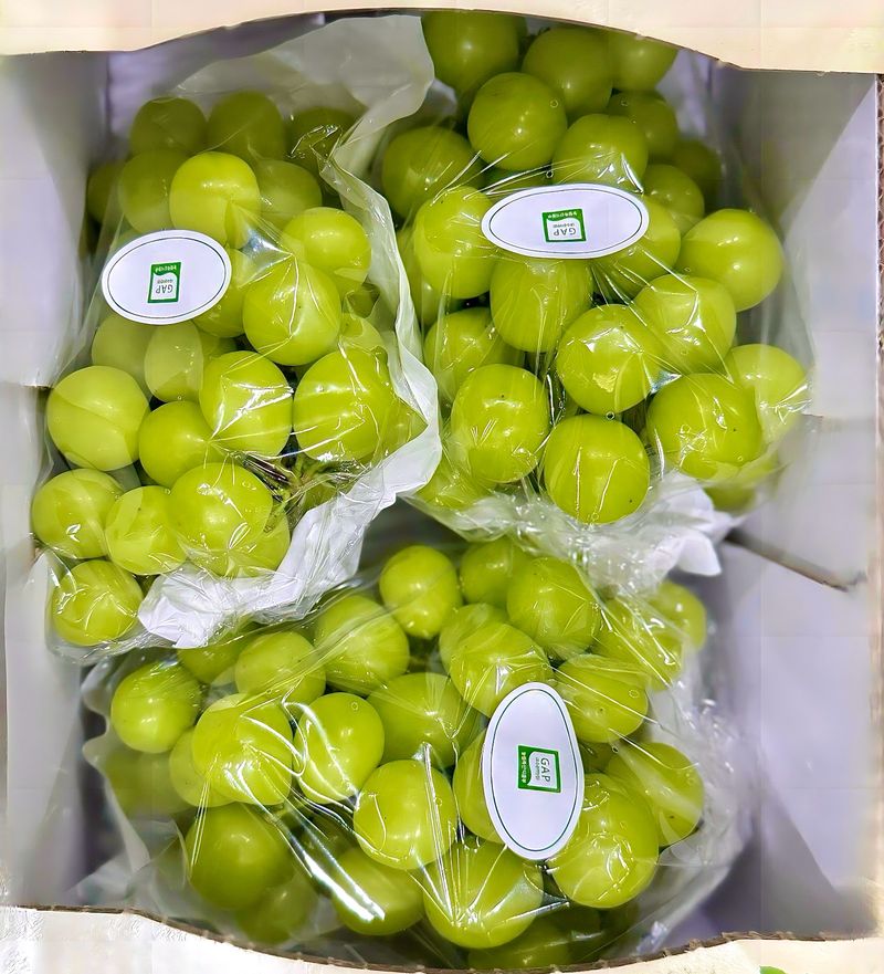 농부손녀님의 장터 판매 상품 [[당도선별] 톡.톡 초록빛 옥구슬 샤인머스켓 ] 첨부 사진