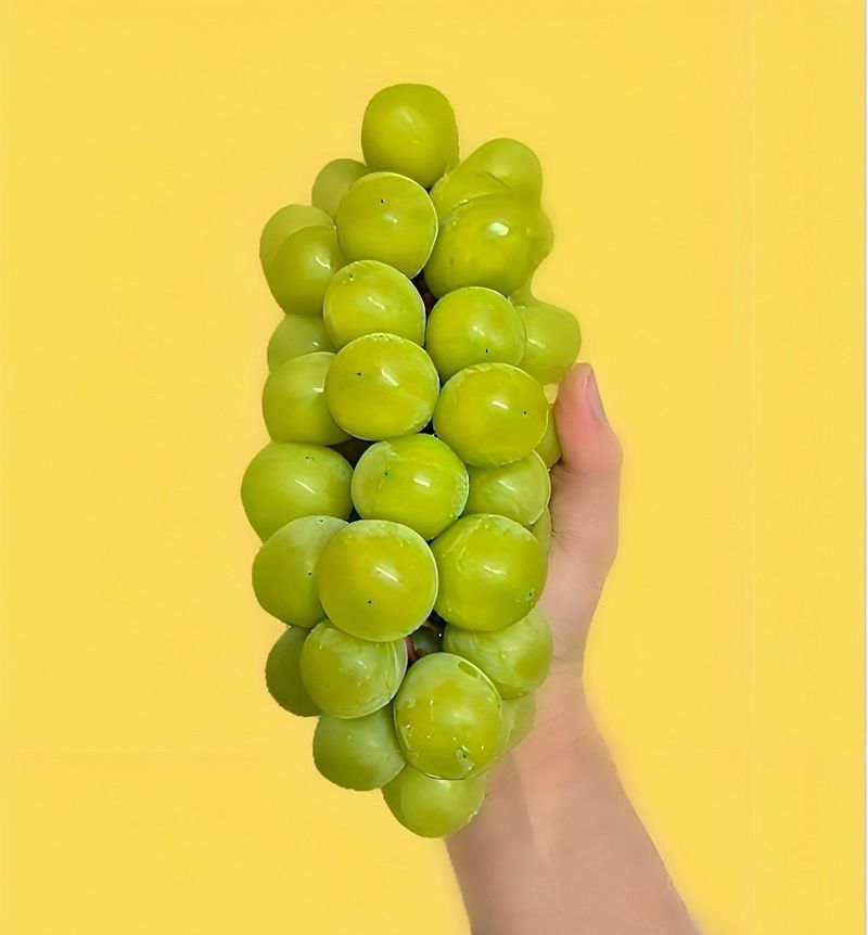 농부손녀님의 장터 판매 상품 [[당도선별] 톡.톡 초록빛 옥구슬 샤인머스켓 ] 첨부 사진