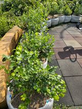 팜모닝 블루베리·영농일지 게시글 이미지