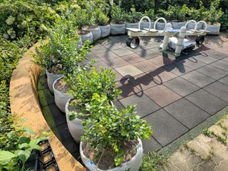 강창근님의 블루베리 · 영농일지 작성글 사진