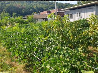 참가죽님의 콩 · 영농일지 작성글 사진