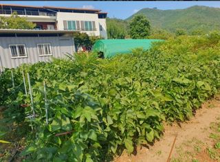 참가죽님의 콩 · 영농일지 작성글 사진