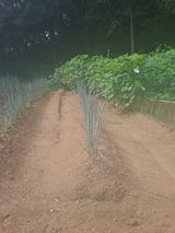 팜모닝 파·영농일지 게시글 이미지