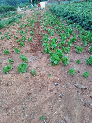 결단이님의 들깨 · 영농일지 작성글 사진