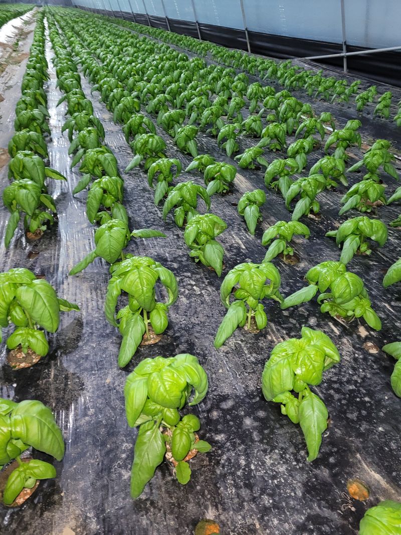 장터 상품 [바실1k] 썸네일