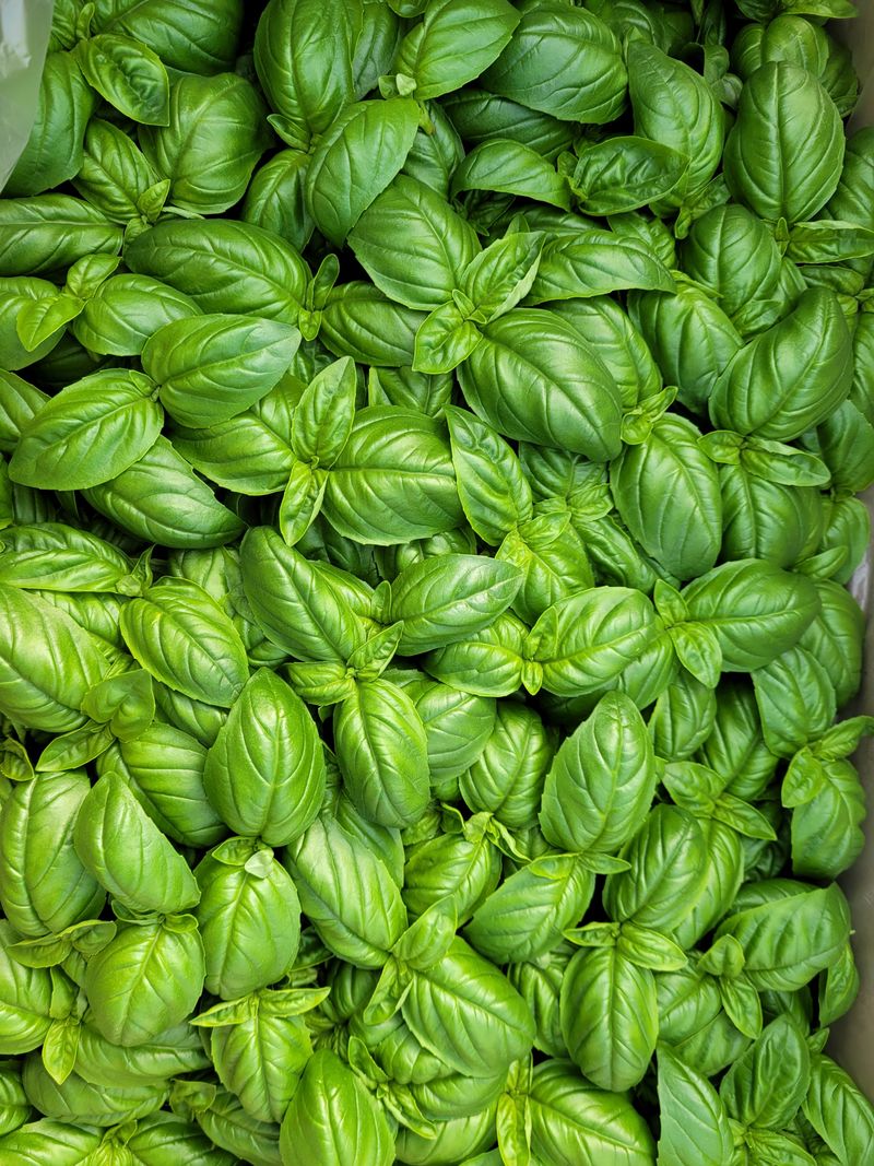 권미화님의 장터 판매 상품 [바실1k] 첨부 사진