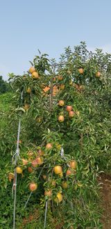 팜모닝 사과·영농일지 게시글 이미지