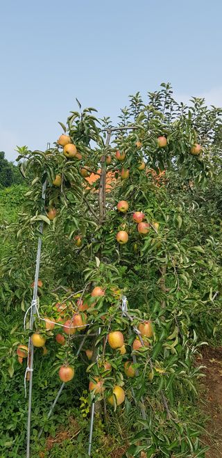 감자17742님의 사과 · 영농일지 작성글 사진