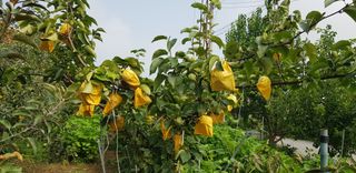 감자17742님의 사과 · 영농일지 작성글 사진