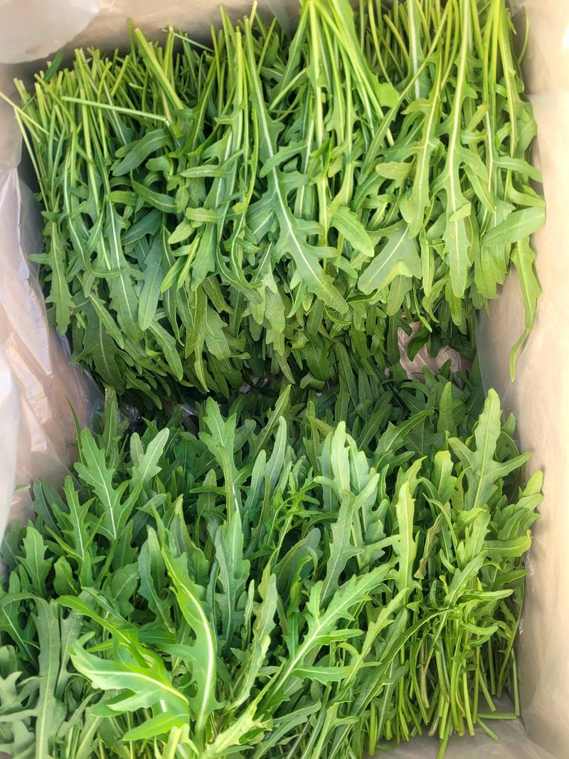 장터 상품 [와일드루꼴라1k] 썸네일