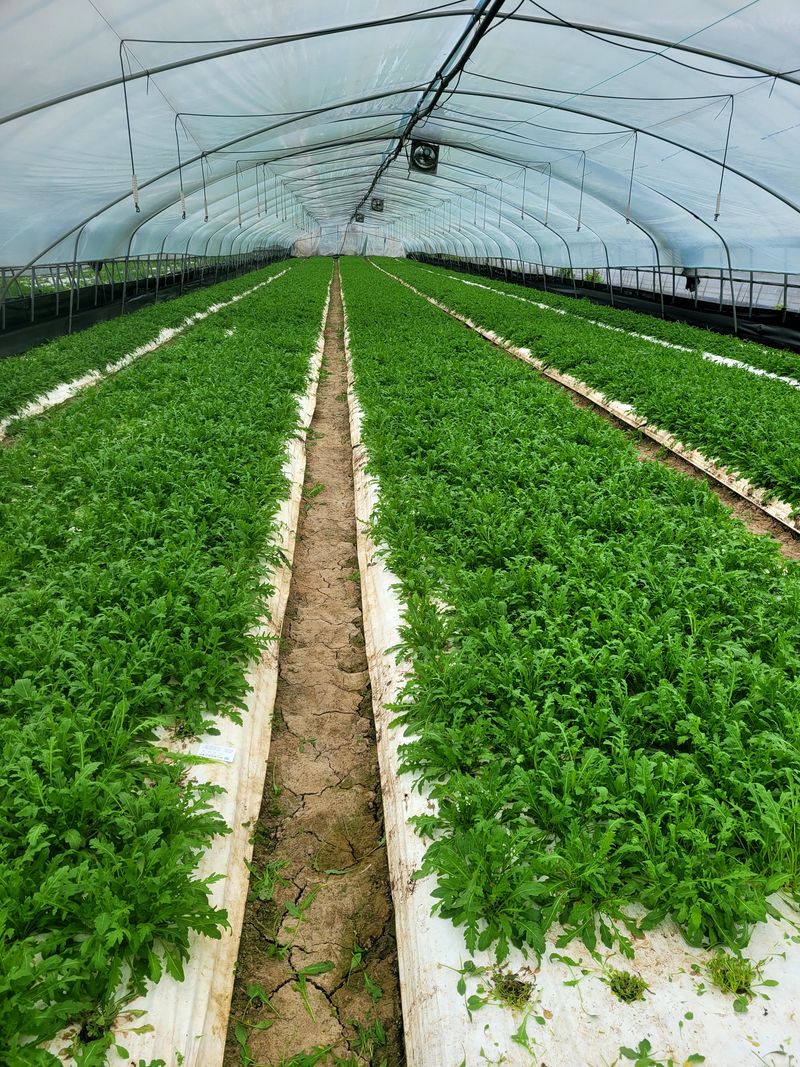 권미화님의 장터 판매 상품 [와일드루꼴라1k] 첨부 사진