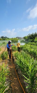 팜모닝 기타작물·영농일지 게시글 이미지