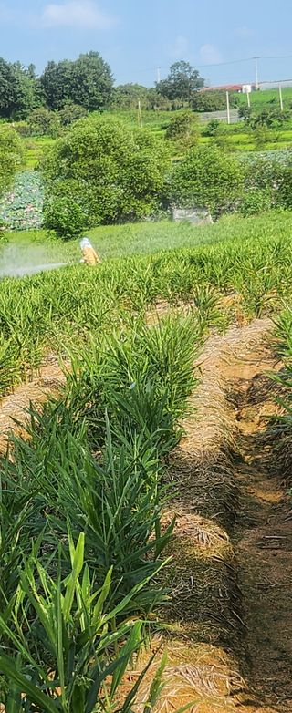 최석봉님의 기타작물 · 영농일지 작성글 사진