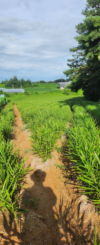 최석봉님의 기타작물 · 영농일지 작성글 사진