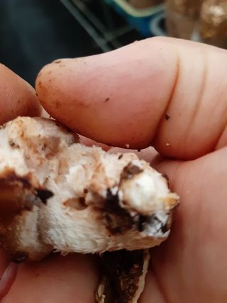 신병호님의 버섯 · 병해충상담 작성글 사진