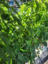 팜모닝 고추·병해충상담 게시글 이미지