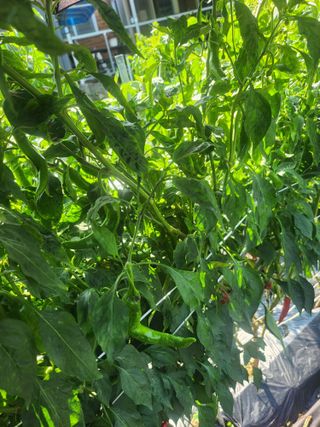 배주원님의 고추 · 병해충상담 작성글 사진