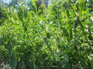 배주원님의 고추 · 병해충상담 작성글 사진