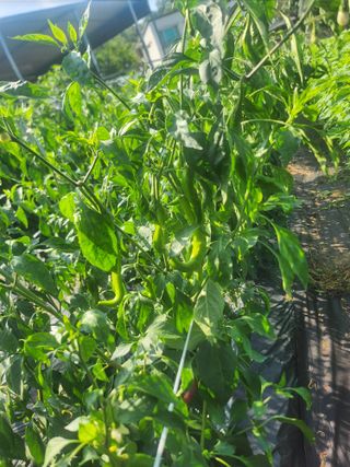 배주원님의 고추 · 병해충상담 작성글 사진