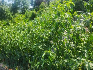 배주원님의 고추 · 병해충상담 작성글 사진