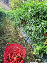 팜모닝 고추·영농일지 게시글 이미지