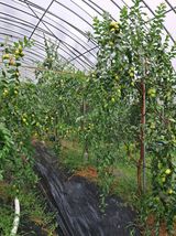 팜모닝 기타작물·영농일지 게시글 이미지