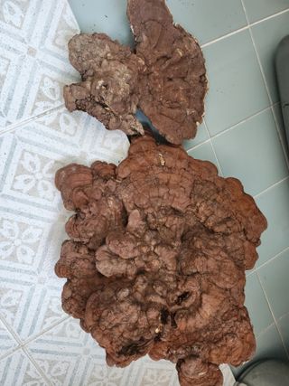 오미자청가공판매님의 기타작물 · 영농일지 작성글 사진