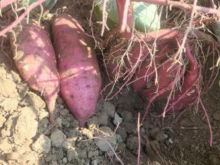 농군님의 고구마 · 영농일지 작성글 사진