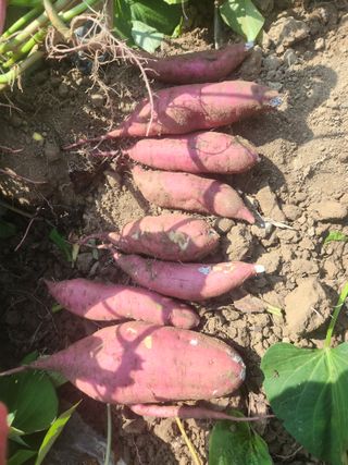 농군님의 고구마 · 영농일지 작성글 사진