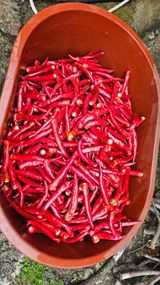 팜모닝 자유주제·자유게시판 게시글 이미지