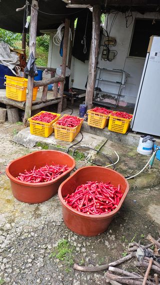 변영수 님의 자유주제 · 자유게시판 작성글 사진