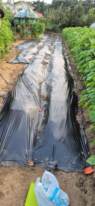 김혜순님의 자유주제 · 자유게시판 작성글 사진