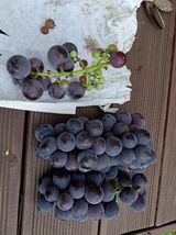 팜모닝 자유주제·자유게시판 게시글 이미지