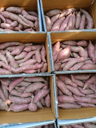 최남옥님의 고추 · 영농일지 작성글 사진